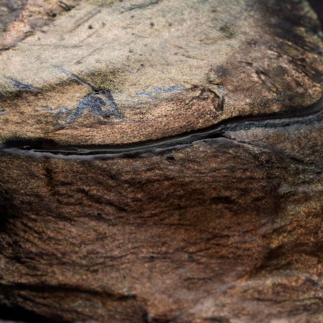 Forelle_24_11_10 2694