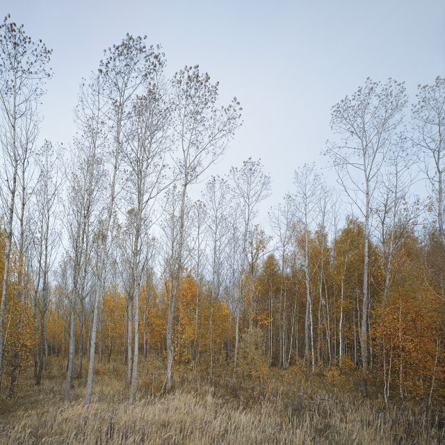 herbstwald_100x100cm