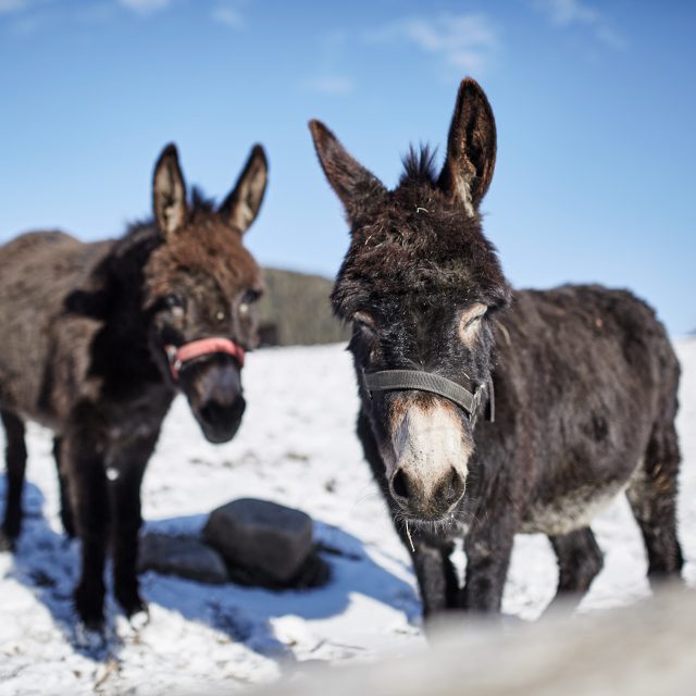 Seiser_Alm_01_01_2015_0962 Kopie